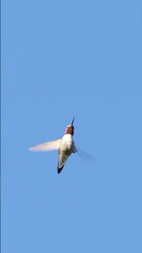 A Hummingbird in Flight #peacefulmusic #hummingbird