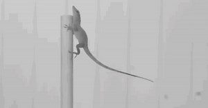 Hurricane-Surviving Lizards Hold on for Life in Natural Selection Study