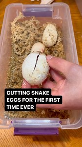 15K views · 138 reactions | A feeling that will never get old Cutting snake eggs for the first time was an absolutely incredible experience #ballpython #royalpython #reptiles #reptile #reptilesofinstagram #snake #snakes #pets #pet #petsofinstagram #bloodpython #burmesepython #reticulatedpython #carpetpython #boaconstrictor #leopardgecko #crestedgecko #beardeddragon #animals #wildlife #bof #recessivegang #ballpythons #royalpythons #reels | BALLS of FURY | Facebook