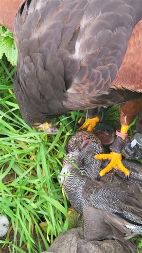 HARRIS HAWK ON TEAL