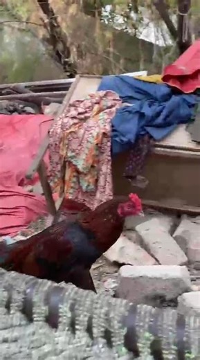 Original Specie of Jungle Fowl in Natural Habitat