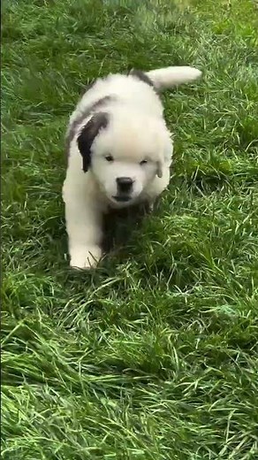 An afternoon outside with Saint Bernard puppies