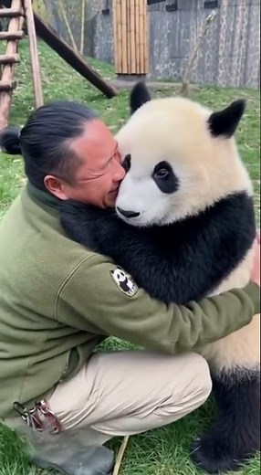 This adorable panda just wanted one thing — a hug 🐼🤗