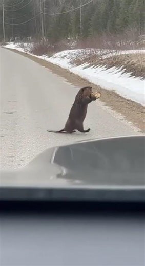 Beaver Stops Traffic Like a Boss! 🦫🚗😱 #Beaver #Wildlife #CrazyMoments #AnimalShorts #nature