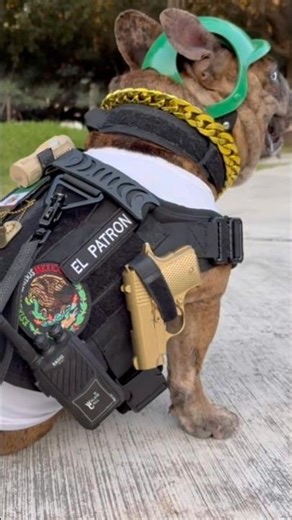 “Mini Hero, Maximum Power” 🐶🪖🫡