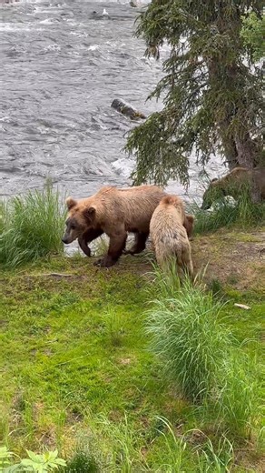 1.8K views · 61 reactions | Bears on the move again — one after another up the trail. This lookout never disappoints! Can’t wait to be back here next spring.  #AlaskaWildlife #BearCountry #AlaskaUltimateSafaris | Alaska Ultimate Safaris | Facebook