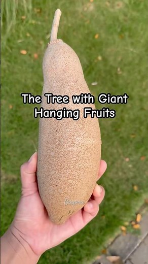 Sausage Tree (Kigelia Africana) – The Tree with Giant Hanging Fruits #giantfruits #tropicaltree