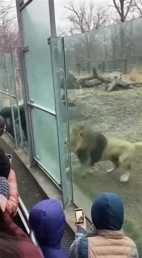 Adorable Cute Animals Compilation You Can't Miss