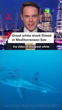 Great white shark filmed in Mediterranean Sea between Sicily and Tunisia