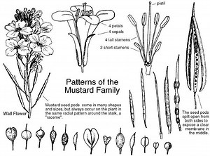 Brassicaceae - Alchetron, The Free Social Encyclopedia