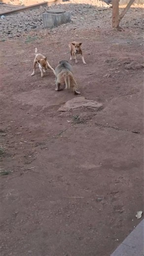 Monkey vs Dog 🐕 #funny #bandar #funnymonkey #ytshortsindia #something creative