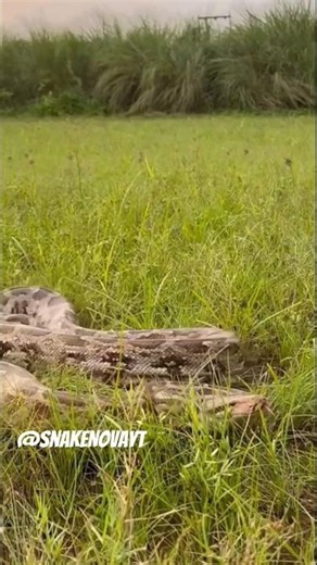 Giant Python Strikes in the Field 😱💀 | Viral Snake #shorts