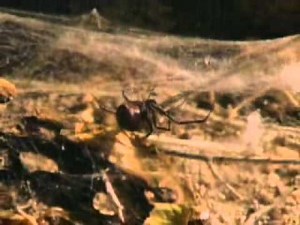 Las arañas, documental discovery channel