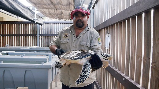 Indigenous Cultural Significance of the Bungaroo (Saltwater Turtle) | WWF-Australia | Indigenous Cultural Significance of the Bungaroo (Saltwater Turtle) | WWF Australia