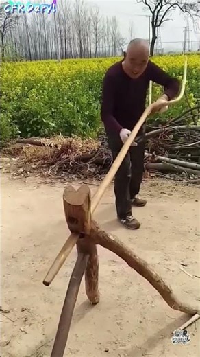 Ancient Skill! Crafting a Traditional 3-Prong Pitchfork from a Mulberry Branch