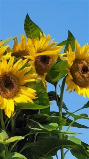 해바라기길🌻소원을 실어 보내는 해바라기 꽃밭