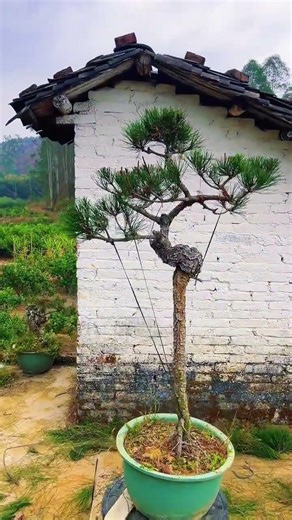一枝独秀！ #松树盆景 #根艺盆景 #文人树 #盆景素材A lone star!#Pine bonsai#Root art bonsai#Scholar tree#Bonsai materials