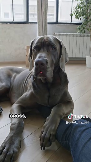 Deutsche Dogge: Der sanfte Riese mit Herz