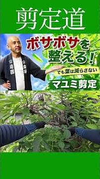 Taming an Overgrown Tree: Pruning Euonymus without Thinning Out the Foliage #GardenMaintenance #G...