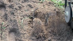 Powerful cultivator, Tiller. Gardening. Spring work on the farm. Land cultivation with a Motor ripper. Man plows the ground. Spring soil preparation for seeding. Husbandman, grower. Moto plow working