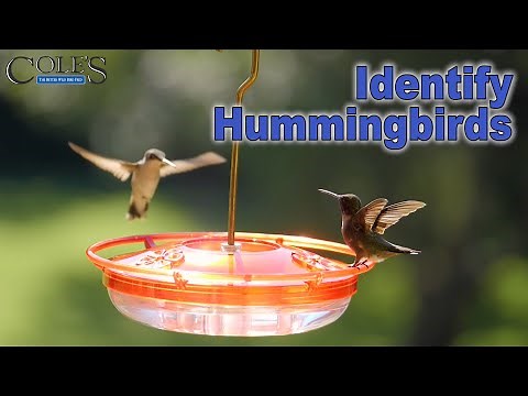 How To Identify Different Types Of Hummingbirds
