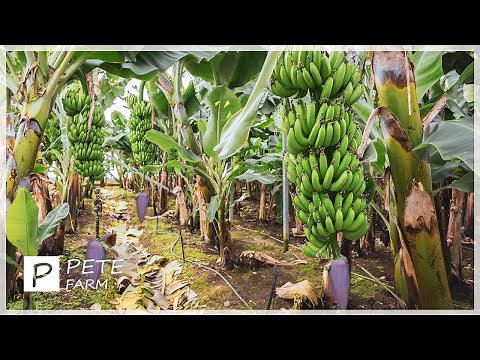 The Process of Banana Farming - Planting, Harvesting and Packing Tons Of Bananas