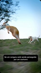 Os cangurus, que são nativos da Austrália, têm uma estratégia diferente para se defenderem de predadores, como os dingos, que são os cães selvagens da Austrália e fazem isso até com cachorros domésticos. Quando um canguru se sente ameaçado, especialmente por um cachorro, ele pode adotar comportamentos bem interessantes. Um deles é entrar na água e, em situações extremas, tentar submergir o cachorro para se proteger. Isso pode parecer um pouco drástico, mas é uma estratégia evolutiva que ajuda na
