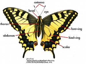 Biology of Butterflies