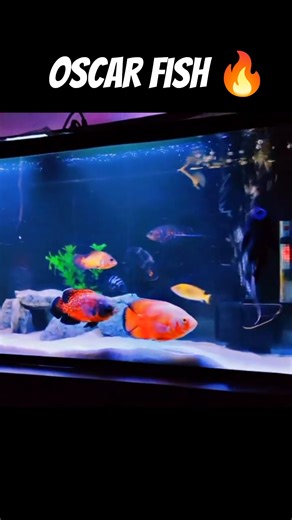Fire Red Oscar Fish 🔥 #oscarfish #aquariumsetup #fishkeepinghobby