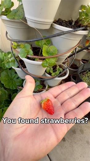 Dollar Tree Strawberry Tower Update! 🍓