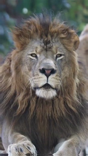 Do Male Lions Eat First?