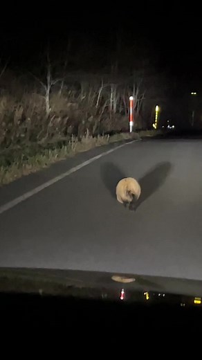 可愛いタヌキの日常 | たぬきのおかいものや狸こみちをのぞいてみよう