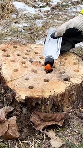 How To Remove A Stump | Hungry Panda