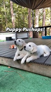 62K views · 535 reactions | Overwhelmed by your puppy’s endless...