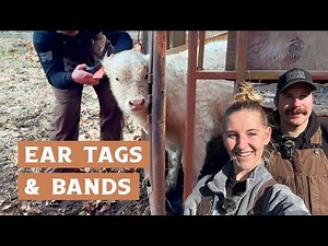 Hauling Hay and First Time Working Cattle - Farm Life