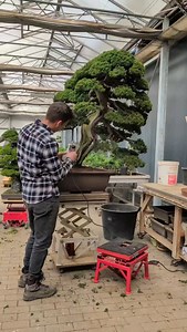 Bonsai Care. Cleaning with a mini pressure washer to reveal texture and remove dirt. #bonsai #care #bonsaitree | Bonsai-Zentrum Münsterland