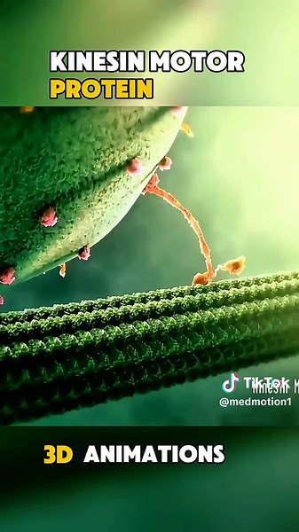 Kinesin Motor Proteins in Action on Microtubules