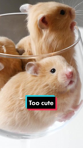 Adorable Hamster Babies Compilation