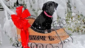 524 reactions · 132 shares | Give our pups the chance to become world class Seeing Eye® dogs so they can enhance the lives of people who are blind. | The Seeing Eye, Inc. | Facebook