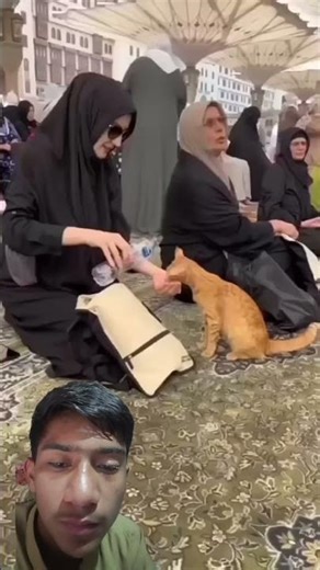 #cat #cute #millionviews #millionviews #1millionshorts