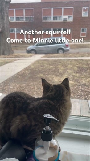 Squirrel! #squirrel #cat #windows #hunting #cute #graytabby #rescued #kittytv #happycats #fun