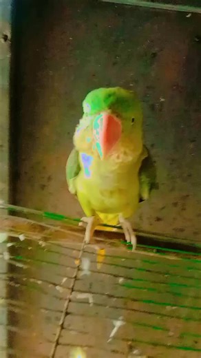 Understanding the Behavior of Ringneck Parrots