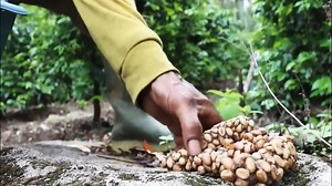 53K views · 584 reactions | Civet coffee is a special kind of coffee...