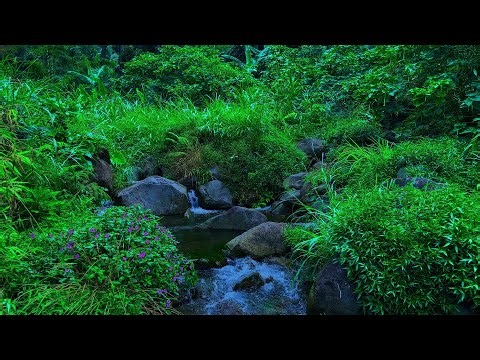 Soothing Mountain River | Relaxing Stream Flow, Forest Ambience & No Birds Singing ASMR