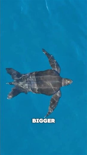 The Biggest Turtle On Earth #animalshorts