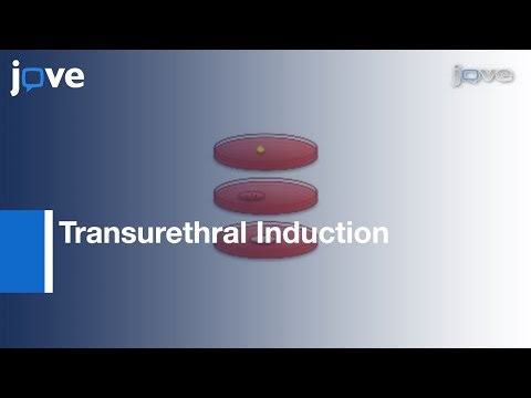 Transurethral Induction Of Mouse Urinary Tract Infection l Protocol Preview