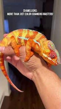 Chameleons: more than just color-changing masters! #chameleon #animals #nature #facts #wildlife