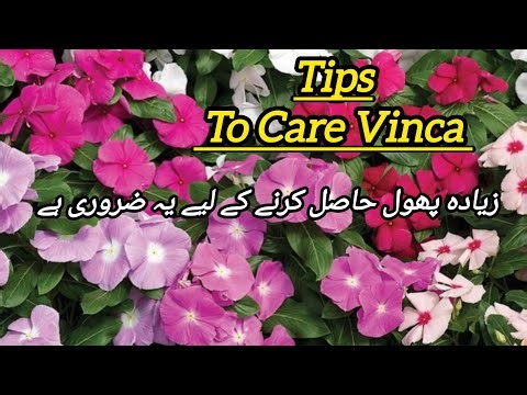 Step by Step Propagating Vinca Plant Growth
