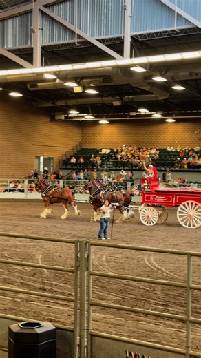 National Clydesdale Show Open Unicorn Champion - Lundergan Clydesdales | Clydesdale Breeders of the USA