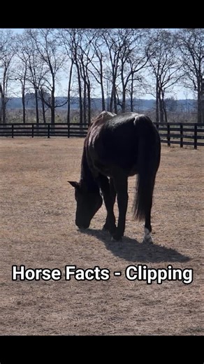 Anhidrosis is another reason why some horses need to be clipped. Anhidrosis is a disease in horses that affects their ability to sweat. If not clipped, the horse will overheat causing high respiratory rate and heat stroke. Clipping these horses can help them to cool down faster. #horses #facts #grooming #clipping #anhidrosis Subscribe to any of my channels for more videos, facts, and more! https://www.instagram.com/fortheloveofhorses123 https://www.tiktok.com/@fortheloveofhorses123 https://www.y